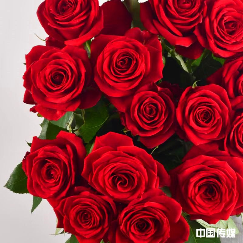 山东浩宇园艺生产的1.9万朵玫瑰花瀑，数十个新品，“如意花卉”即将惊艳“最美花展”全场