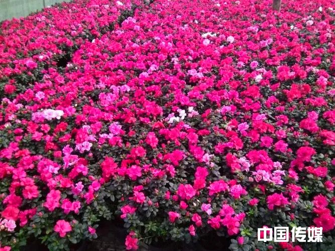 杜鹃花开 ——写在中国（青州）第二十三届花博会之际（报告文学）
